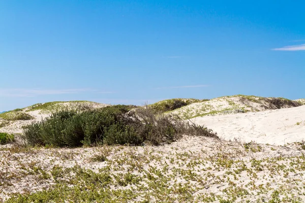 Plantes Poussant Sur Les Dunes — Photo