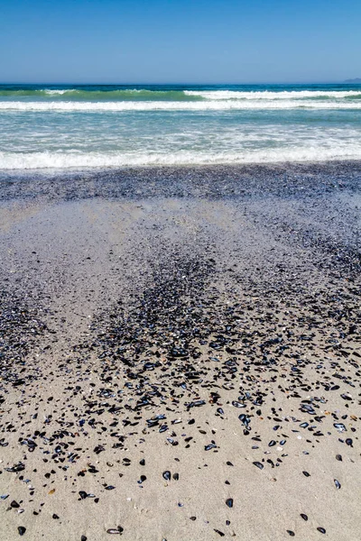 Sahilde Kabuk bolluğu