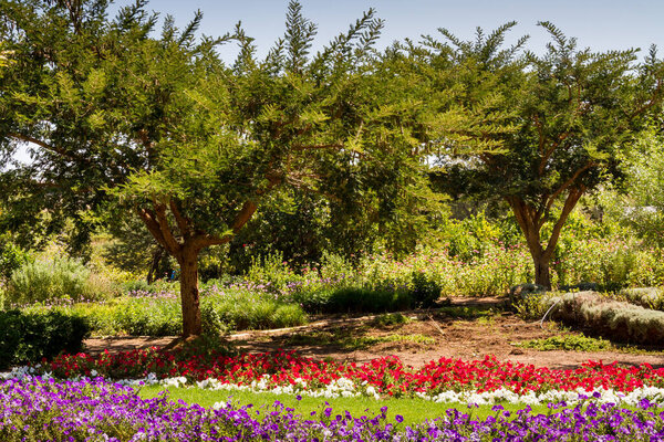 A Colourful Summer Garden