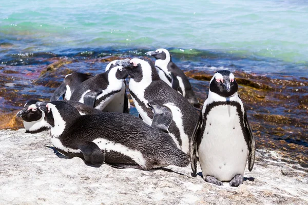 ロッキービーチのアフリカペンギン — ストック写真