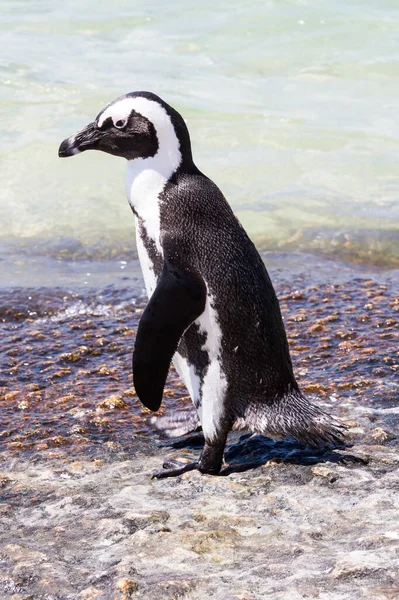 Дурацкий Пингвин Стоящий Берегу — стоковое фото
