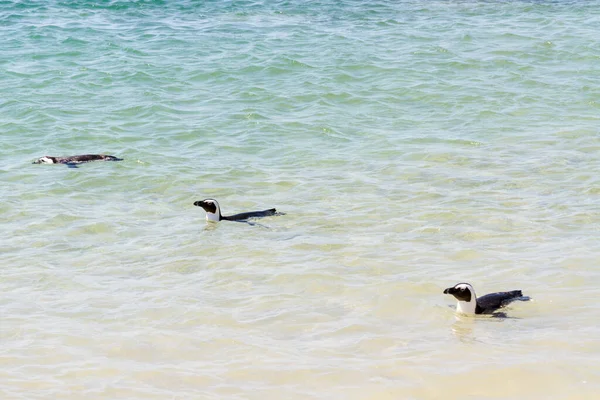 Pinguins Nadando Perto Cidade Cabo — Fotografia de Stock