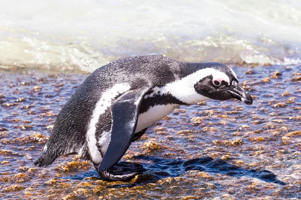 南アフリカのペンギン — ストック写真