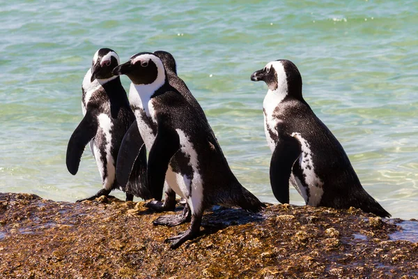 南アフリカのペンギン — ストック写真