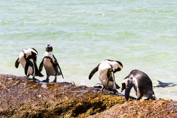 Jackass Penguins Sydafrika — Stockfoto