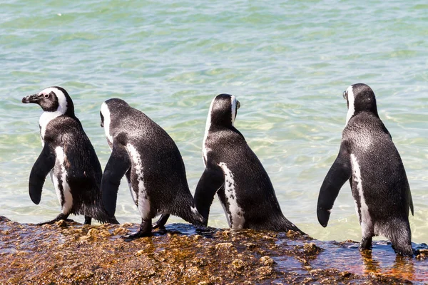 列に立つペンギン — ストック写真