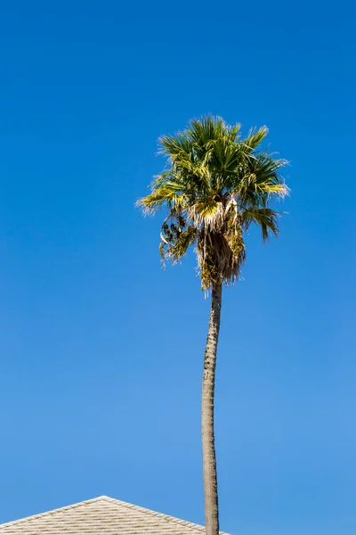 Palma Proti Modré Obloze — Stock fotografie