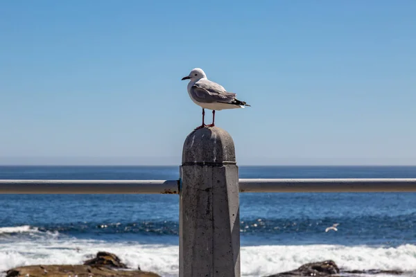 Eine Möwe Thront Auf Einem Pfahl Mit Dem Meer Hintergrund — Stockfoto