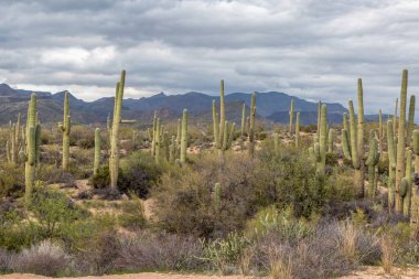 Arizona çölünde yetişen Saguaro kaktüsü.