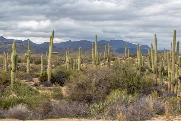 Saguaro Κάκτοι Αυξάνεται Στην Έρημο Της Αριζόνα — Φωτογραφία Αρχείου