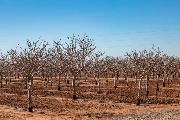A New Mexico nut farm in winter, with bare trees