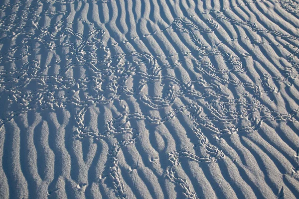 Een Volledige Frame Foto Van Diersporen Gipszand White Sands National — Stockfoto