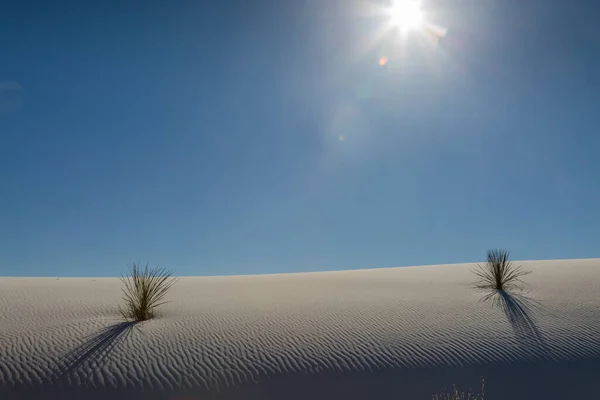 Yuccas Shadows Evening Sun White Sand National Monument New Mexico — Stock Photo, Image