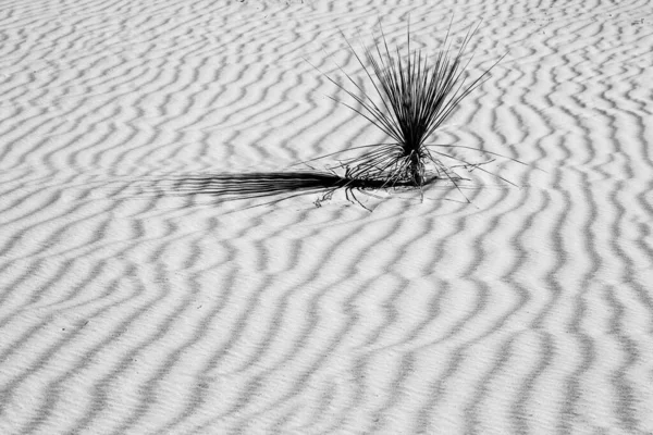 Yucca Patterns Sand White Sands National Monument New Mexico — Stock Photo, Image