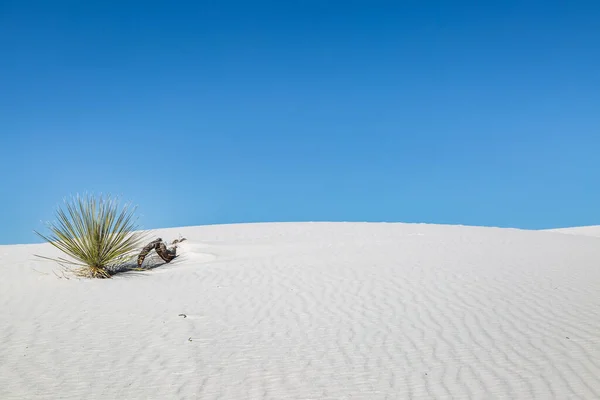 Soaptree Yucca Plant White Sands Desert Clear Blue Sky Overhead — Stock Photo, Image