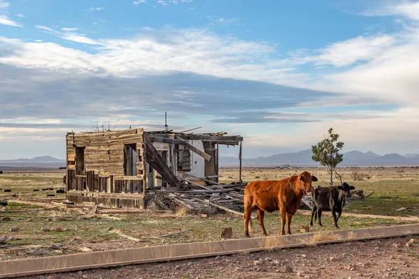 Two cows in rural Arizona, with a derelict building  behind them