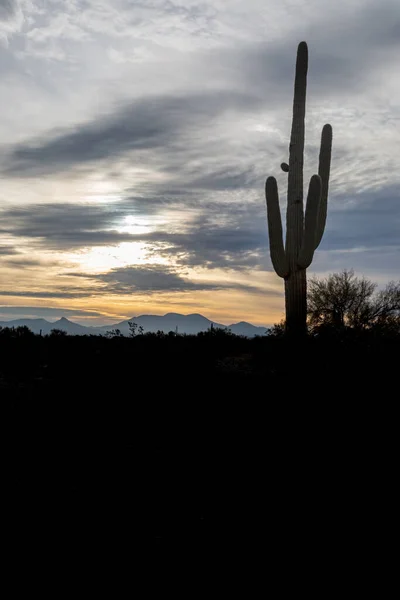 Saguaro Kaktus Sonoranské Poušti Silueta Při Východu Slunce — Stock fotografie