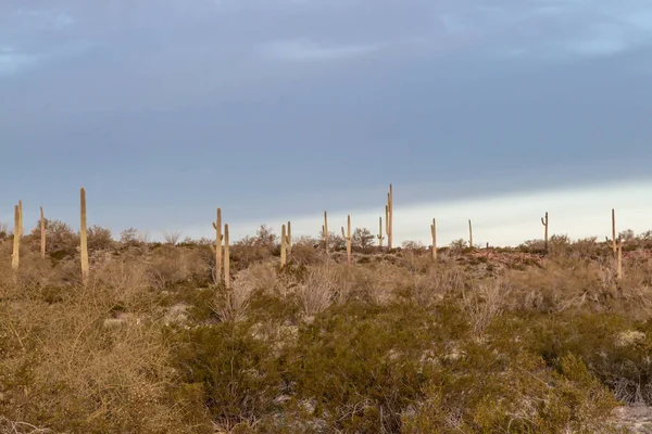 Saguaro Kaktusar Växer Sonoran Öknen Arizona — Stockfoto