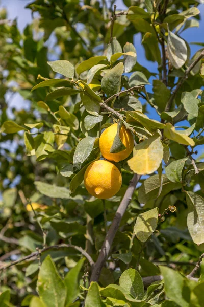 Levant Les Yeux Vers Des Citrons Poussant Sur Arbre Californie — Photo