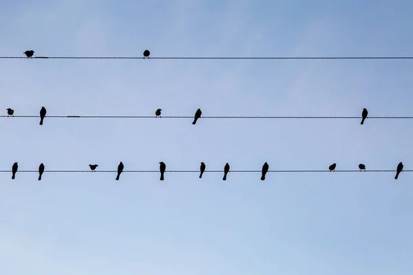 Pájaros Posados Cables Telegráficos Con Cielo Azul Detrás — Foto de Stock