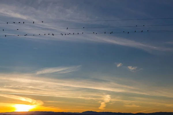 Patrząc Ptaki Siedzące Drutach Telegraficznych Niebem Zachodzącym Słońcem — Zdjęcie stockowe
