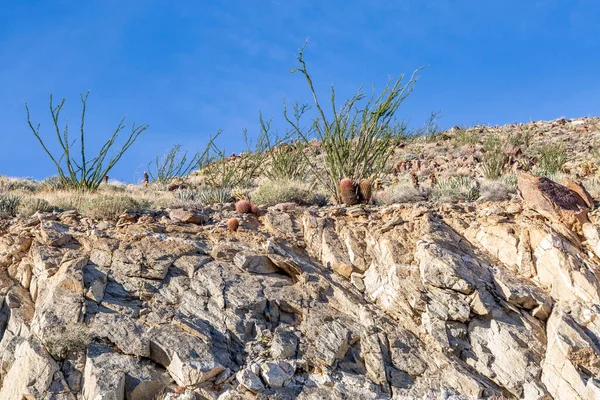 Κοιτάζοντας Φυτά Της Ερήμου Που Φυτρώνουν Στην Κορυφή Ενός Γκρεμού — Φωτογραφία Αρχείου