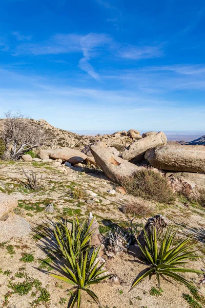 Πέτρες Και Φυτά Στο Πάρκο Της Ερήμου Anza Borrego Γαλάζιο — Φωτογραφία Αρχείου