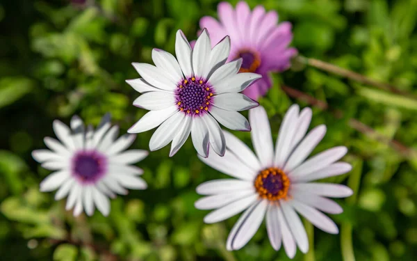 Güzel osteospermum çiçeklerine bakıyorum, sığ bir tarla derinliğinde.