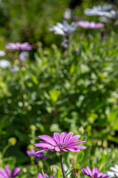 Фіолетова Квітка Остеоспермамума Неглибокою Глибиною Різкості — стокове фото