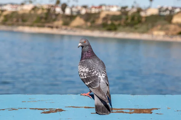 Gros Plan Pigeon Perché Sur Poteau Bois Sur Jetée San — Photo
