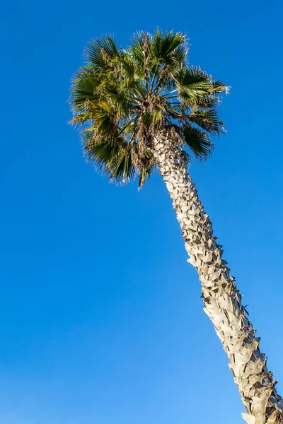 Dívat Vysokou Palmu Proti Jasně Modré Obloze — Stock fotografie