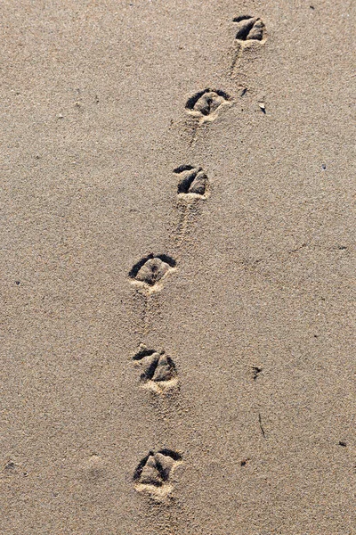 加州海岸亨廷顿海滩 沙滩上的鸟脚印 — 图库照片