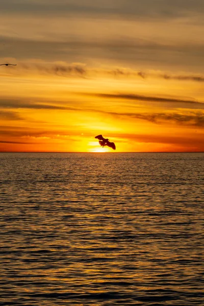 Ein Vogel Flug Vor Einem Dramatischen Sonnenuntergang — Stockfoto