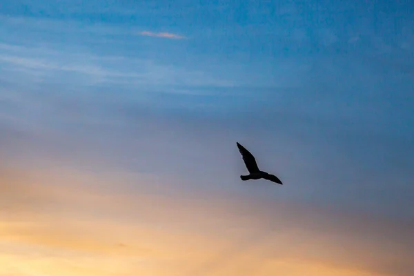 Uccello Silhouetted Volo Contro Cielo Tramonto — Foto Stock