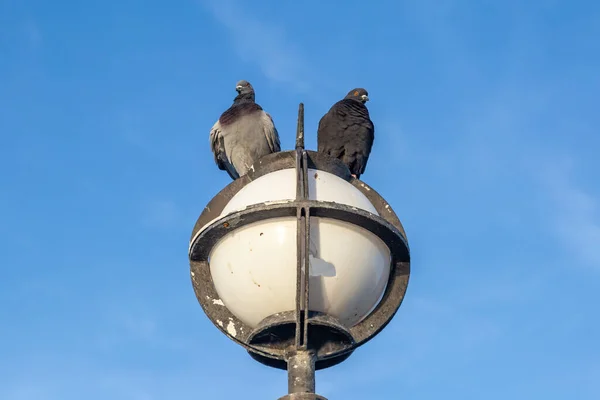 하늘을 배경으로 마리의 비둘기를 올려다보고 — 스톡 사진