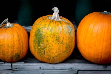 Balkabakları Oyulmaya Hazır