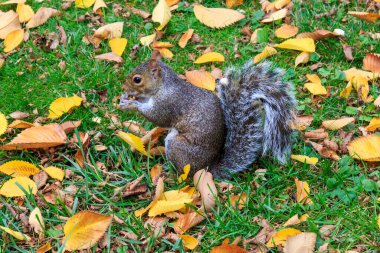 Central Park 'ta bir sincap.
