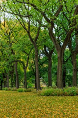 Sonbaharda Central Park