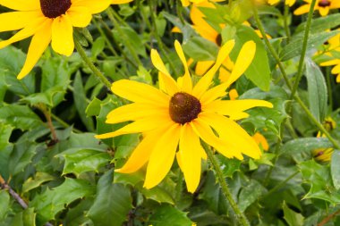 Bir Pinnate Prairie Coneflower.