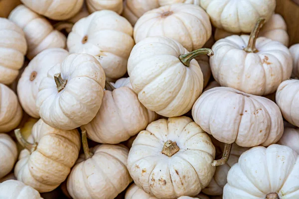 Una Fotografia Cornice Completa Zucche Bianche Vendita Una Bancarella Del — Foto Stock