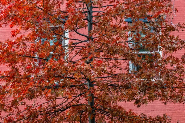 Ein Baum Mit Roten Blättern Vor Einem Roten Gebäude — Stockfoto