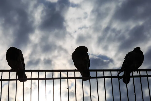 Pigeons Perchés Sur Une Clôture — Photo
