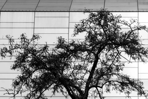 Дерево Проти Будівлі — стокове фото