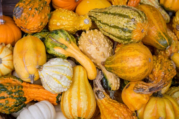 Kompletní Snímek Shlížející Dolů Různé Squash — Stock fotografie