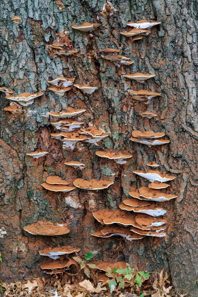 Pilz Auf Baumrinde — Stockfoto