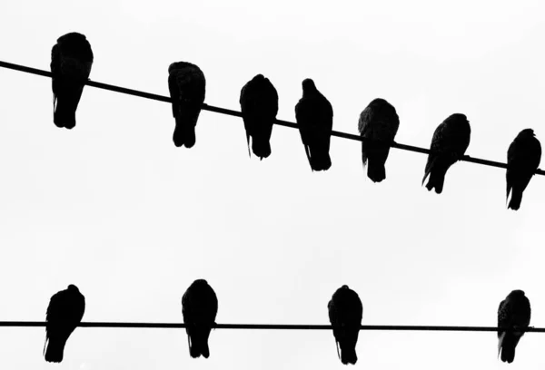 Pájaros Siluetas Cable Telefónico — Foto de Stock