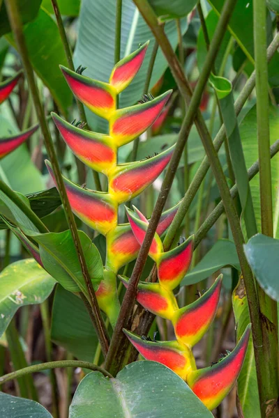 在哥斯达黎加盛开的一种奇异的日光植物 — 图库照片