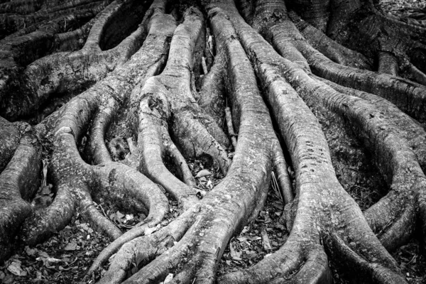 Une Photographie Noir Blanc Racines Complexes Arbres — Photo