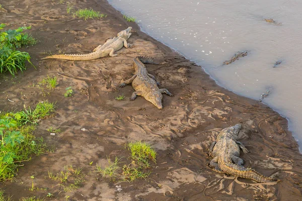 Kosta Rika 'da bir nehrin kenarında güneşlenen timsahlar.