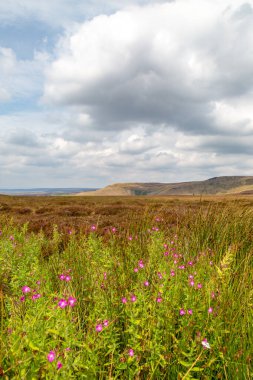 Önünde kır çiçekleri olan Derbyshire Dales manzarası.